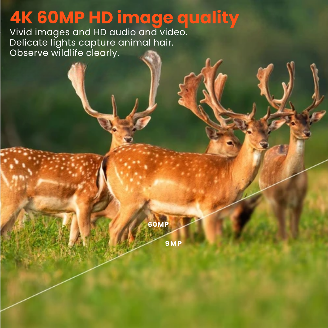 4K Ultra HD-wildcamera – 60 MP met appbediening